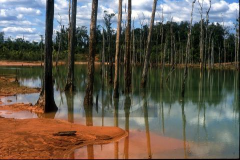 Made in Canada – A Placer Dome Mercury pool,  Imataca Forest Reserve, Equateur, de Clive Shirley ,  1er mars 2001